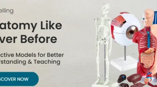 How Anatomy Models Enhance Hands-on Medical Education| Khanna Traders