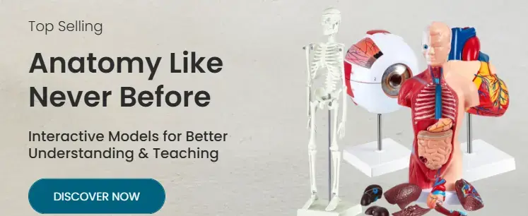 How Anatomy Models Enhance Hands-on Medical Education| Khanna Traders