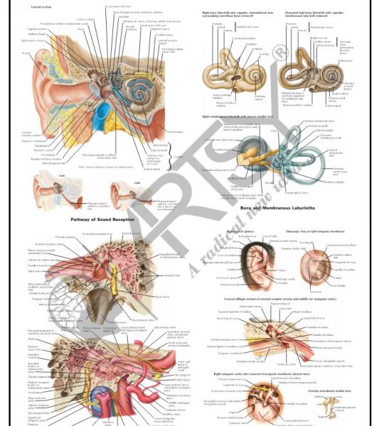 Anatomy Charts