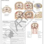 Pharmacology