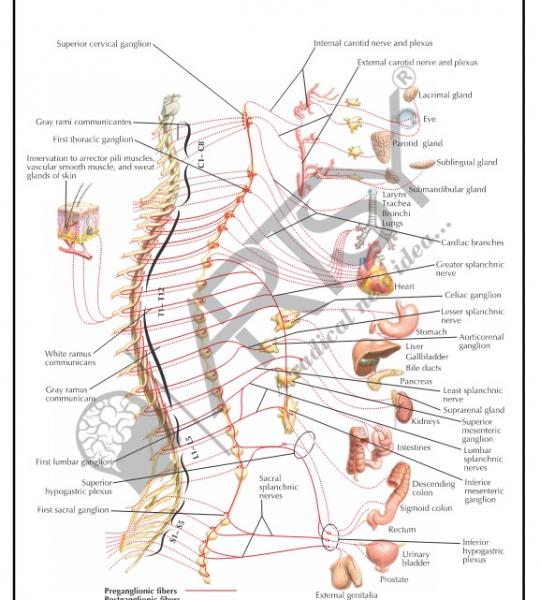 Anatomy Charts