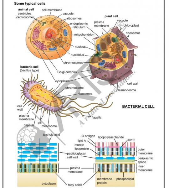 Bio Chemistry Chart