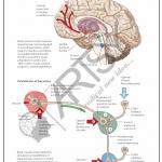 Pharmacology