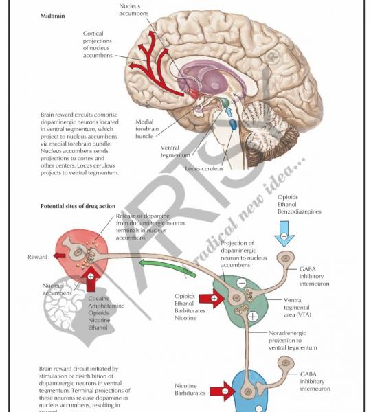 Pharmacology