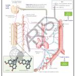 Pharmacology