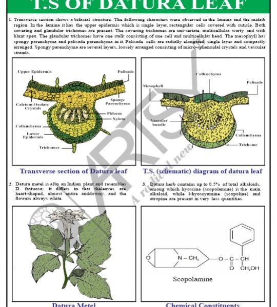 Pharmacognosy Charts