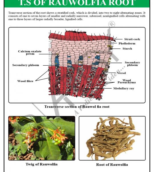 Pharmacognosy Charts