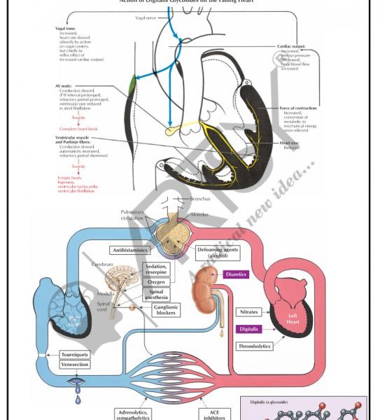 Pharmacology