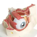 Eye With Orbit Model – 3X Enlarged | Dissectible into 10 Parts