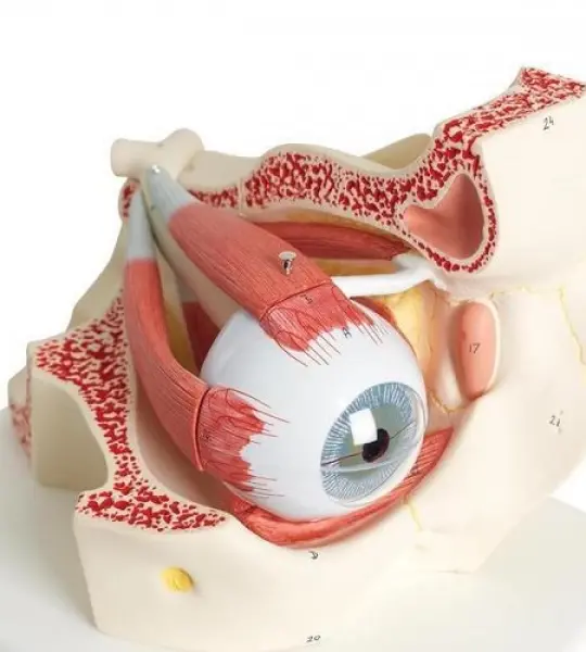 Eye With Orbit Model – 3X Enlarged | Dissectible into 10 Parts