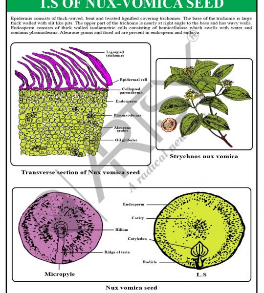 Pharmacognosy Charts
