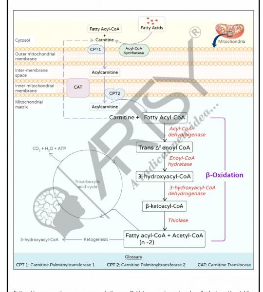 Bio Chemistry Chart