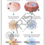 Bio Chemistry Chart