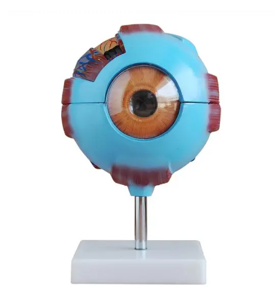 Giant Eye Model premium quality