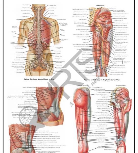 Anatomy Charts