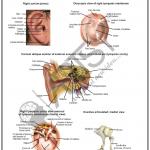 Anatomy Charts
