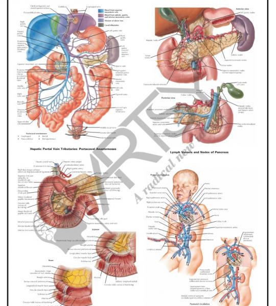 Anatomy Charts