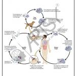 Bio Chemistry Chart