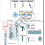 Bio Chemistry Chart