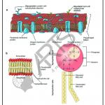 Bio Chemistry Chart