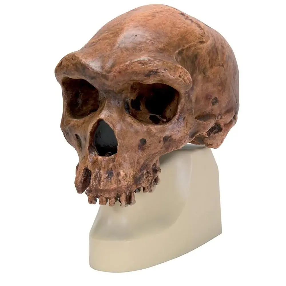 Adult & Fetal Skull Models
