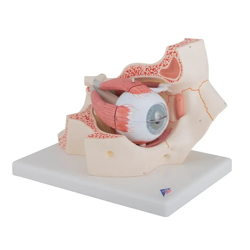 Eye Models