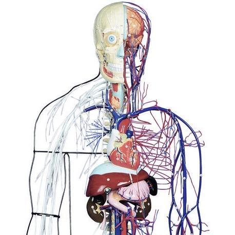 Nervous System