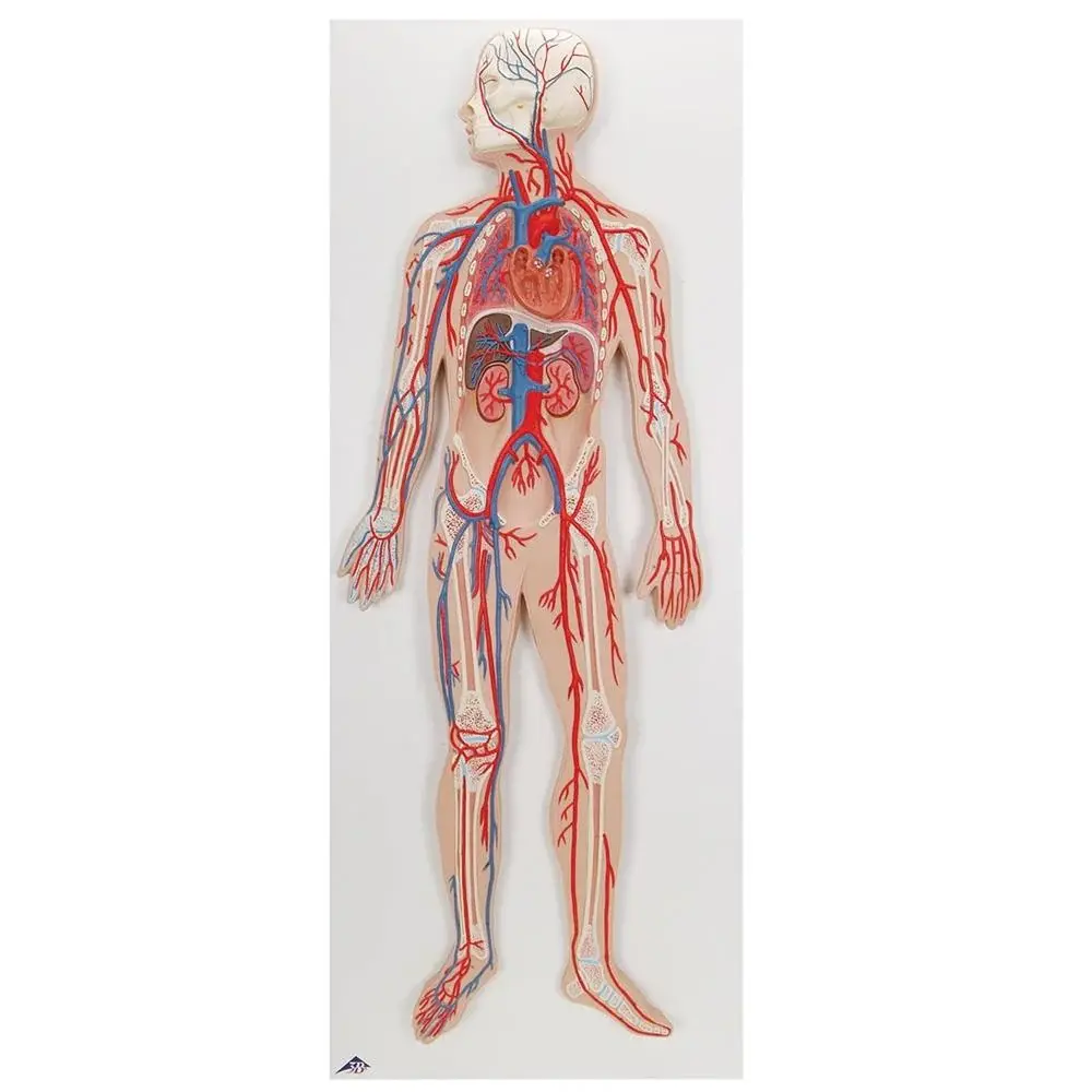 Heart and Circulatory
