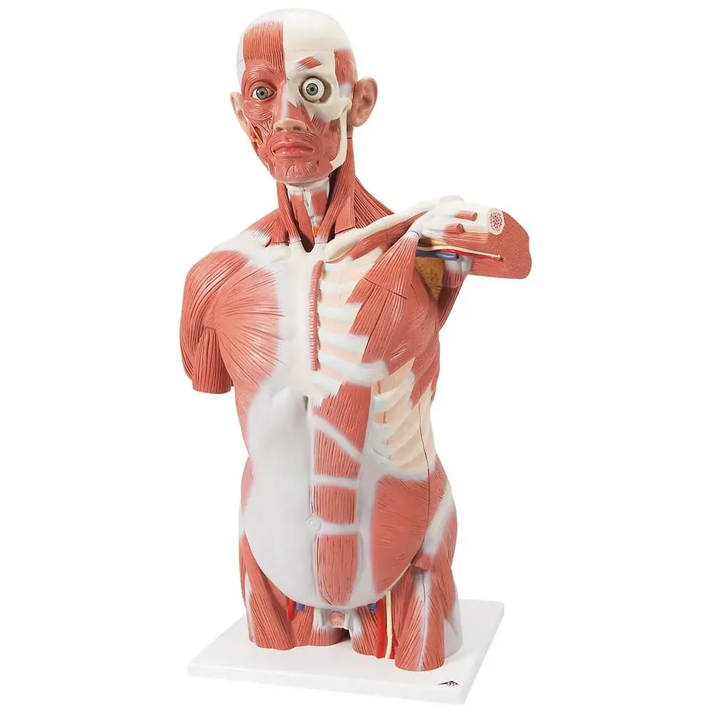 Human Torso Models