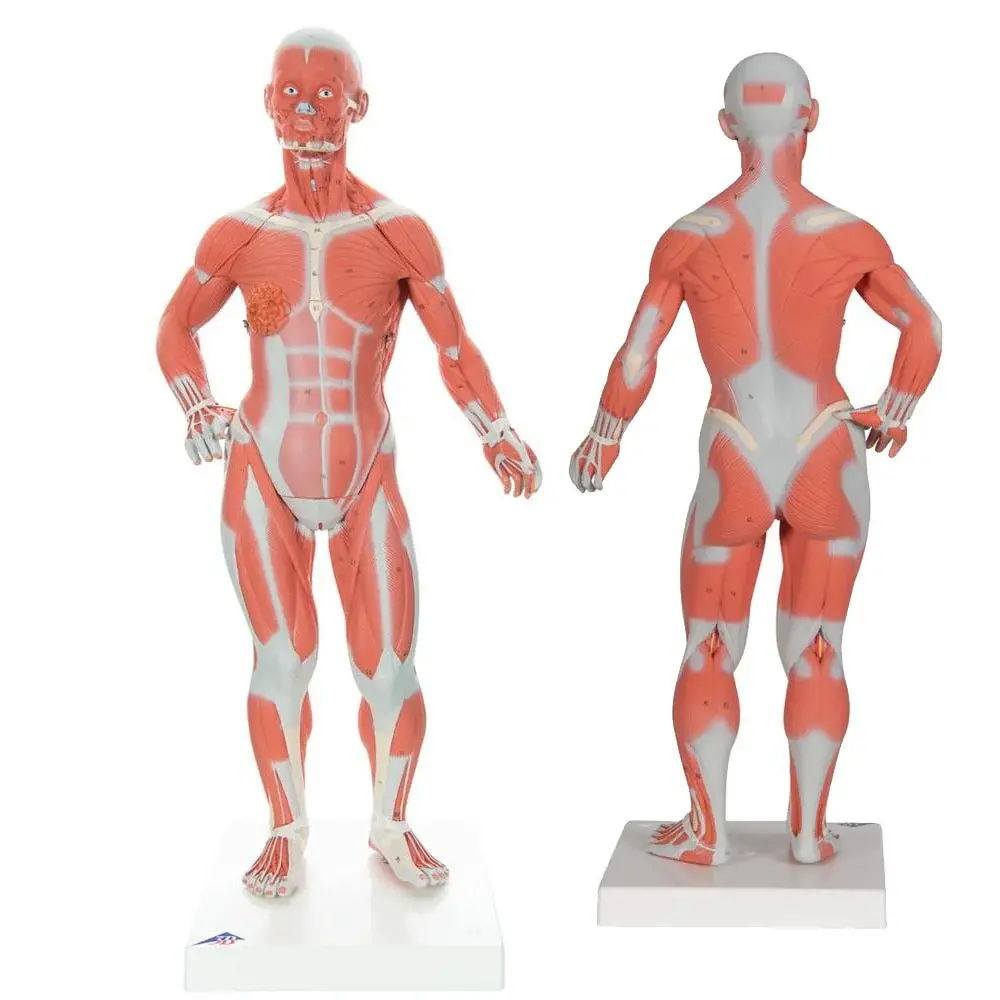 Muscle Models