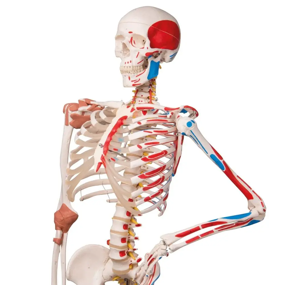 Skeleton Models