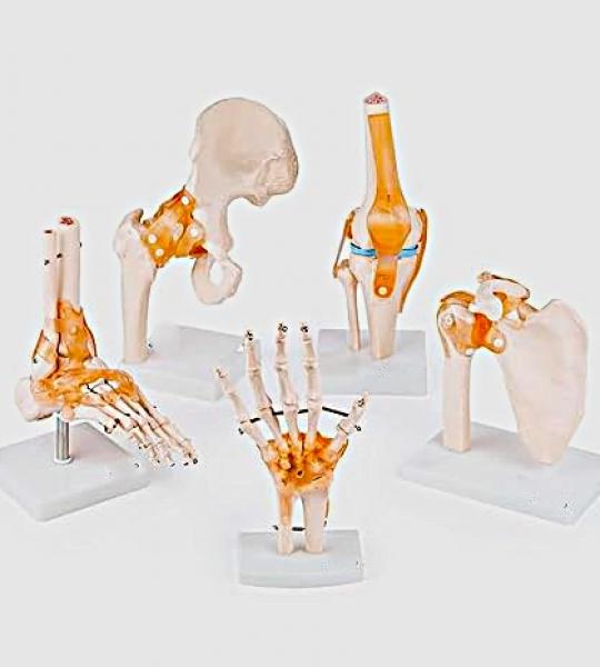 Anatomical Joint Model Set of 5 – Knee, Shoulder, Hip, Foot & Hand | Medical-Grade Teaching Models