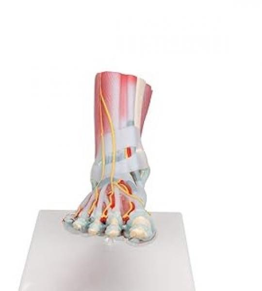 Foot Skeleton, Ligaments and Muscles