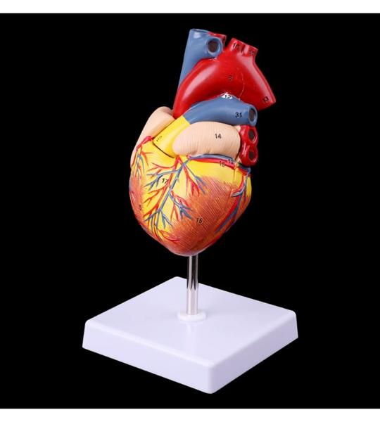 Human Heart Model (2-Parts) With Numbers For Easy Identification Of Various Anatomical Structures