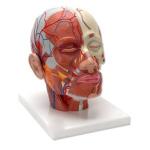 Head Musculature with Blood | Anatomical Model