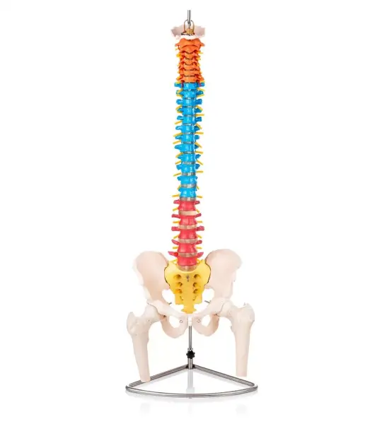 Didactic Human Spine Model for Regional Anatomy Education