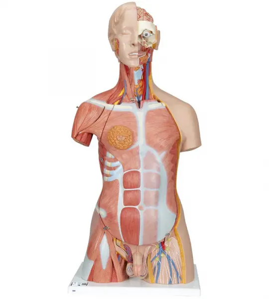 Deluxe Dual Gender Muscle Torso, 31-part