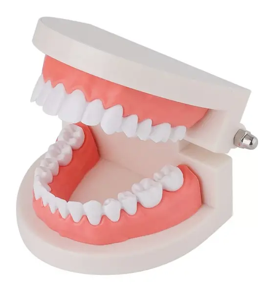 Dental Teeth Model (Premium Typodont Denture Model)