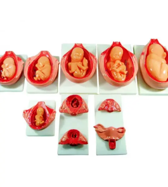 Development Process For Fetus Anatomical Model