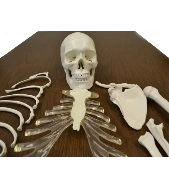 Disarticulated Human Skeleton Model