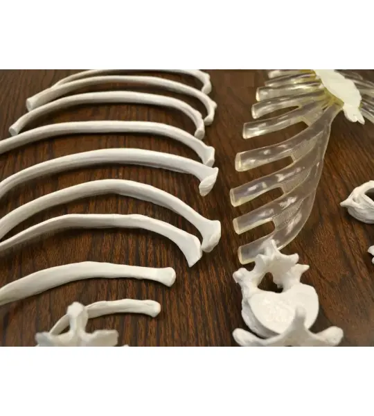 Disarticulated Human Skeleton Model