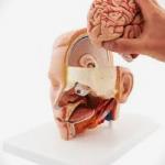 Life-size Head Model, 6 part | Anatomical Model