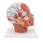 Head Musculature with Blood | Anatomical Model