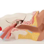 Ear Model (5 Times Enlarged) Dissectible Into 4 Parts