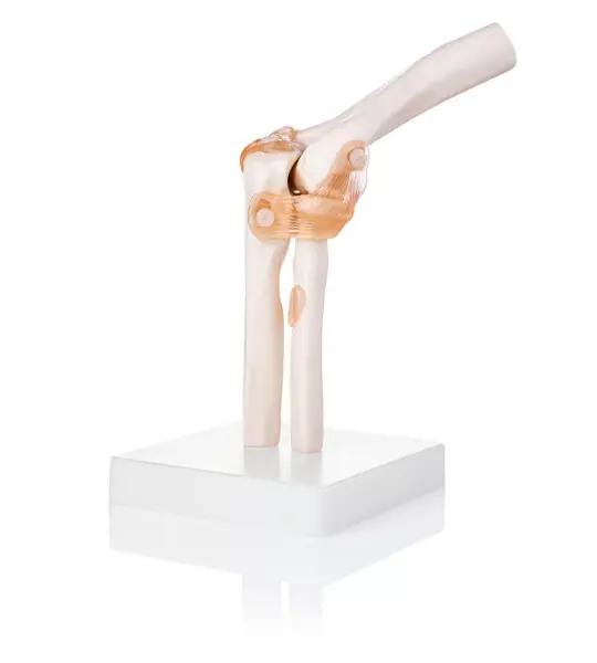 Elbow Joint Model With Ligaments Life Size Anatomical Model - Anatomy Shop