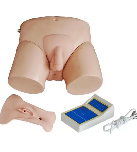 Electronic Urinary Model