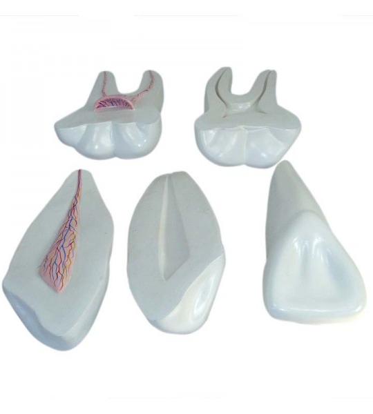 Expansion Model of Human Teeth