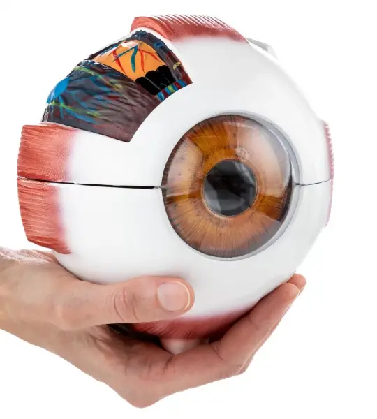 Human Eye Model (6 Times Enlarged) With 7 Dissectible Parts