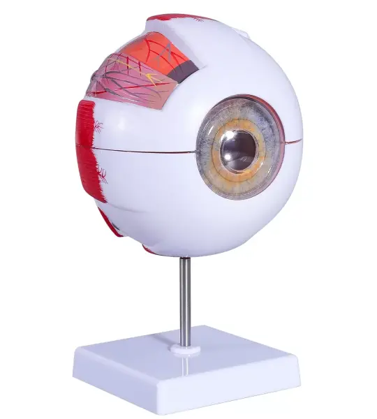 Eye Model, 5 times full-size, 6 part | Medical-Grade Teaching Models