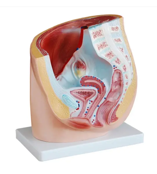 Female Pelvis Section Anatomical Model